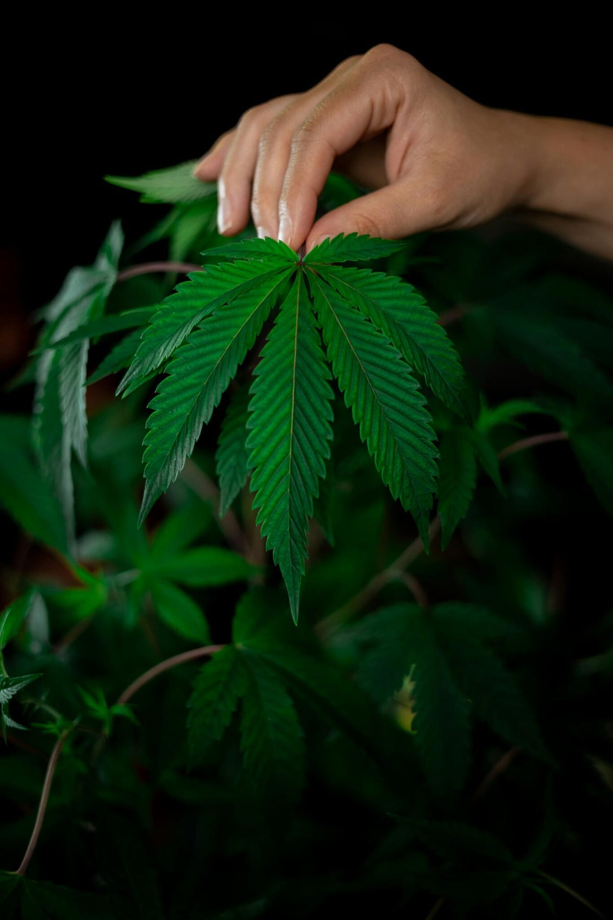 Hand holding a cannabis leaf