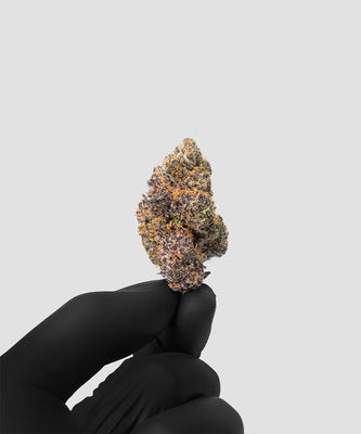 Imperial Extraction THCA flower 24 karat being held by a hand wearing a black glove.