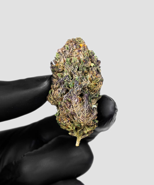 Imperial Extraction THCA Flower Icy Pop being held in a hand with a black glove