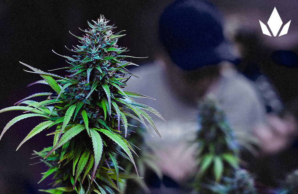 A cannabis plant with buds, and a budtender in the background.