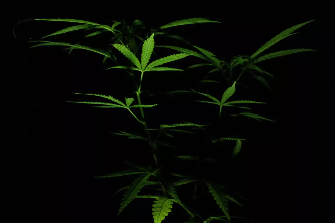 Picture of a cannabis plant against a black background. 