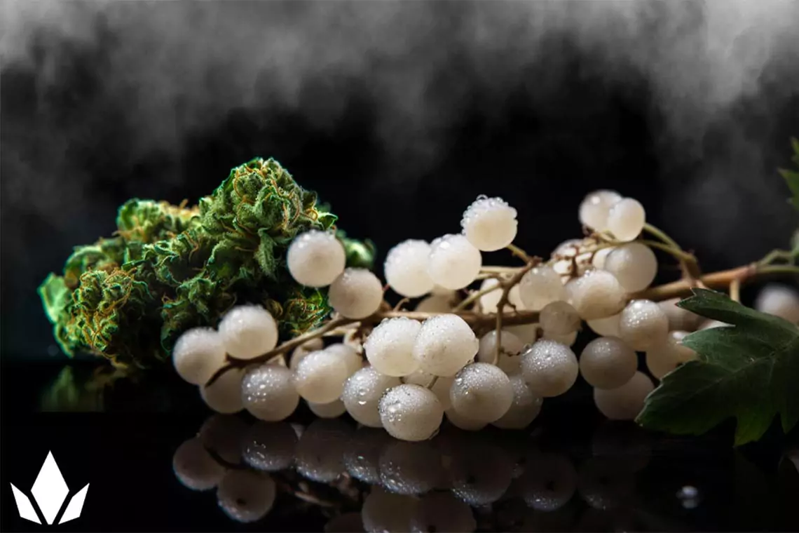 White berries on a vibe next to a cannabis nug.