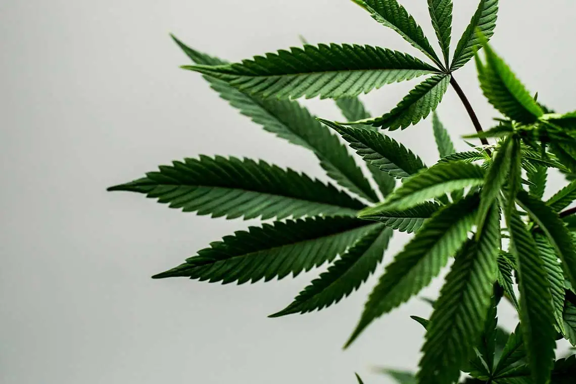 Cannabis Plant Against White Backdrop