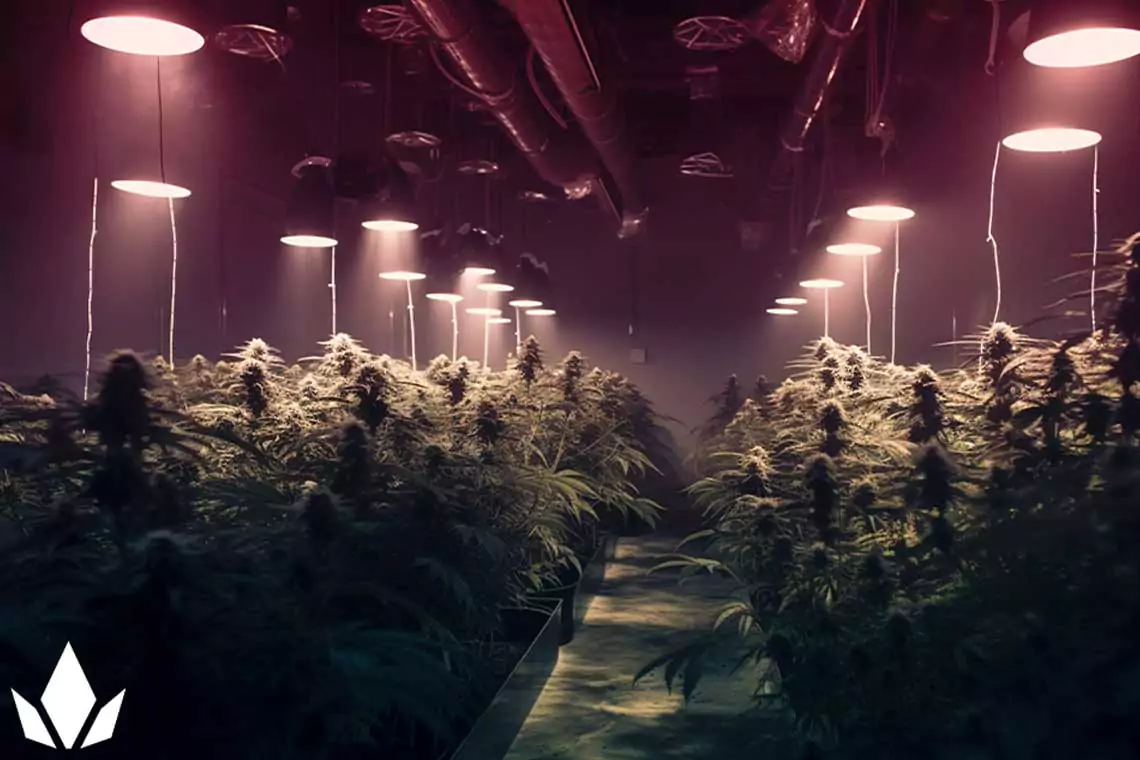 Indoor cannabis growing operation. 