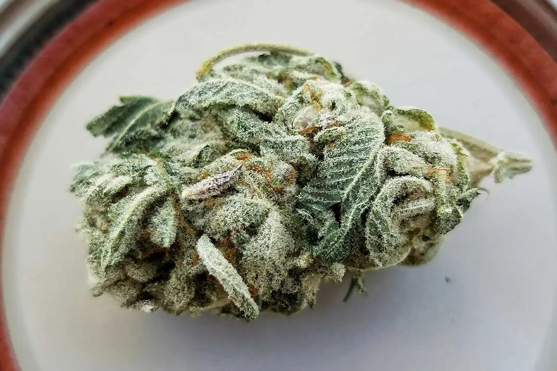 Cannabis Nug on a Plate