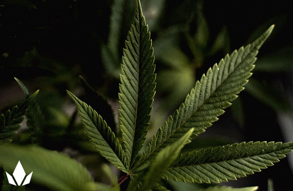 Close up of a marijuana leaf.
