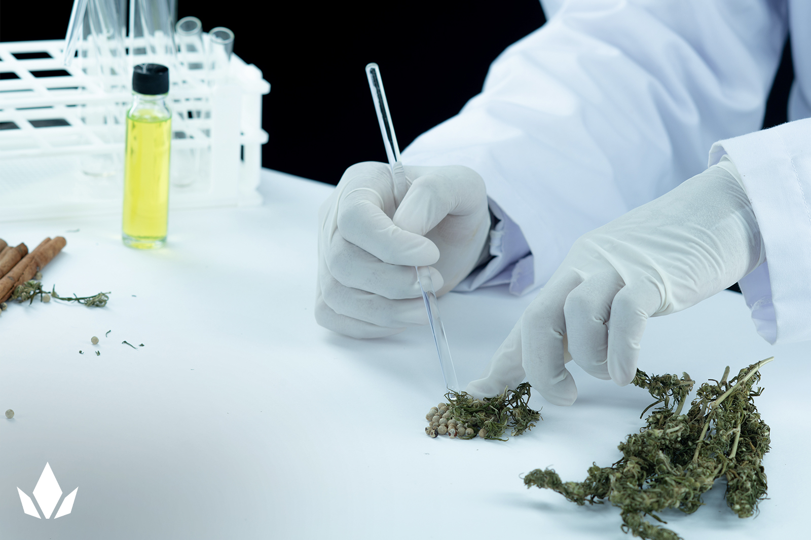 A scientist examines a cannabis plant with other plants kept beside them