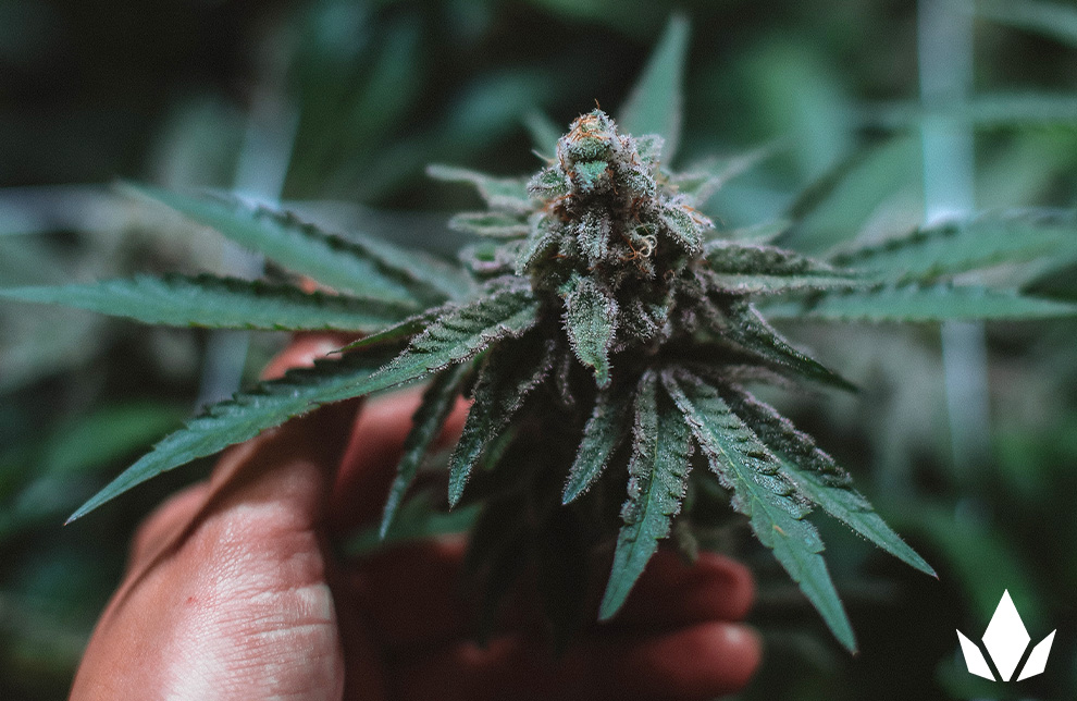 A hand holds a cannabis plant in a lush cannabis jungle