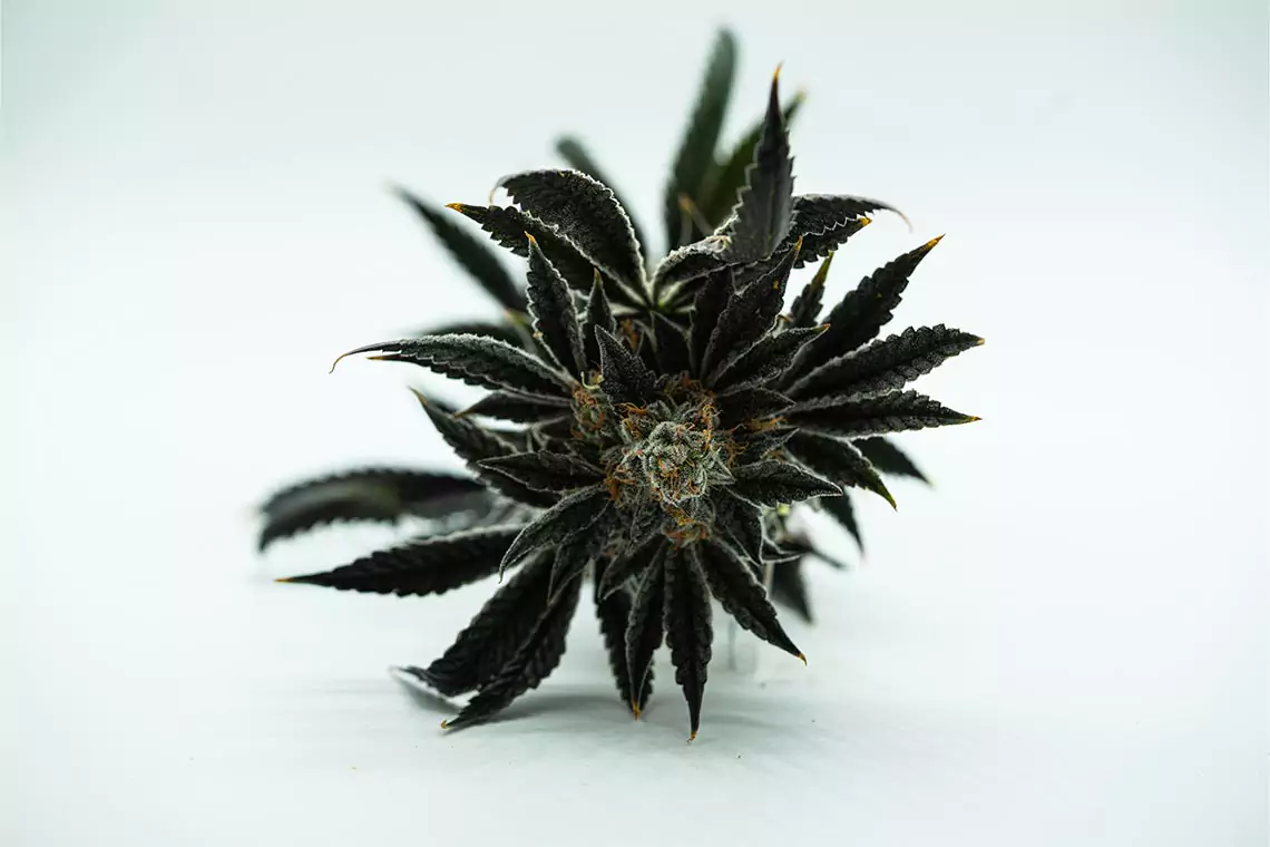 Cannabis flower being showcased with white background.