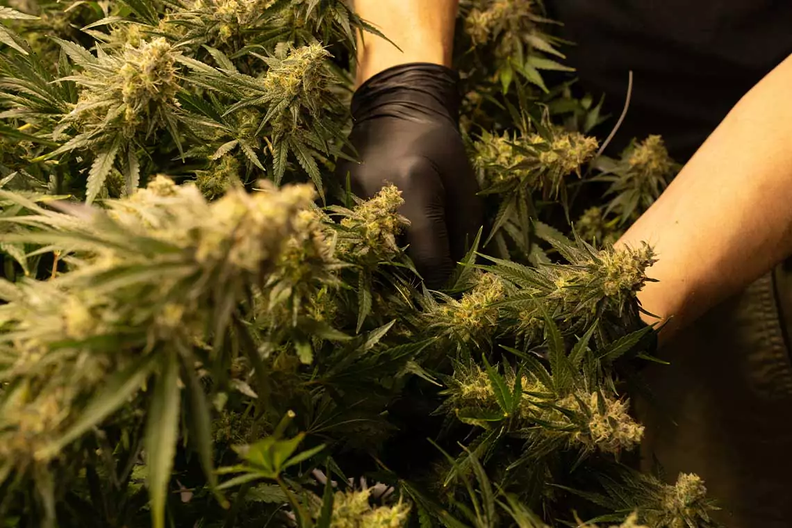 Person picking cannabis flowers.