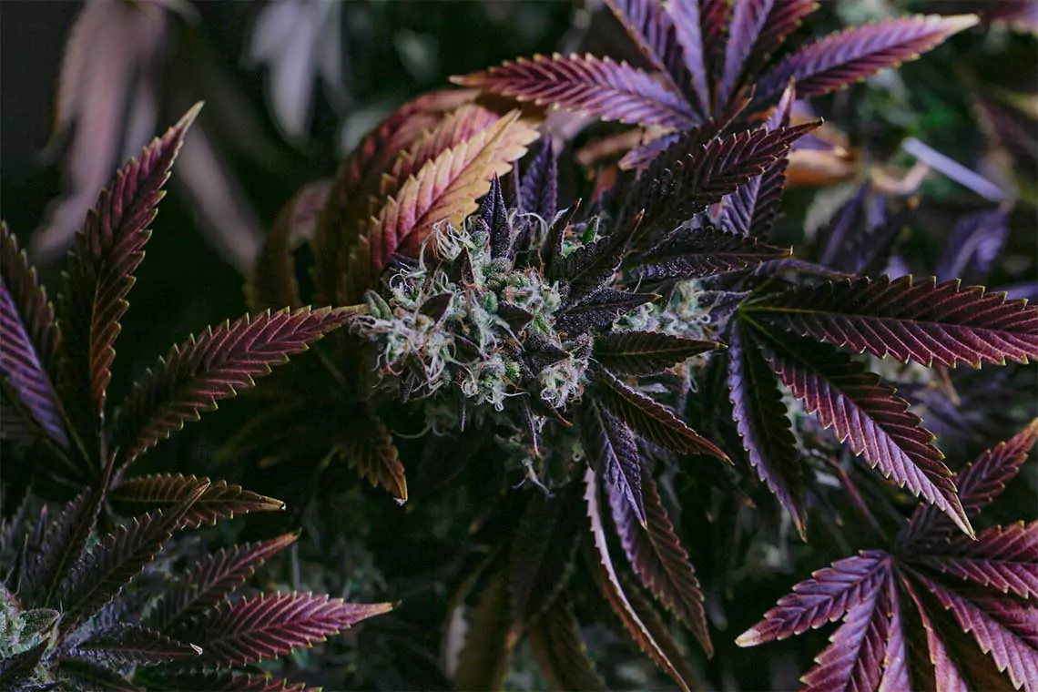 Cannabis plant with hues of purple and green.
