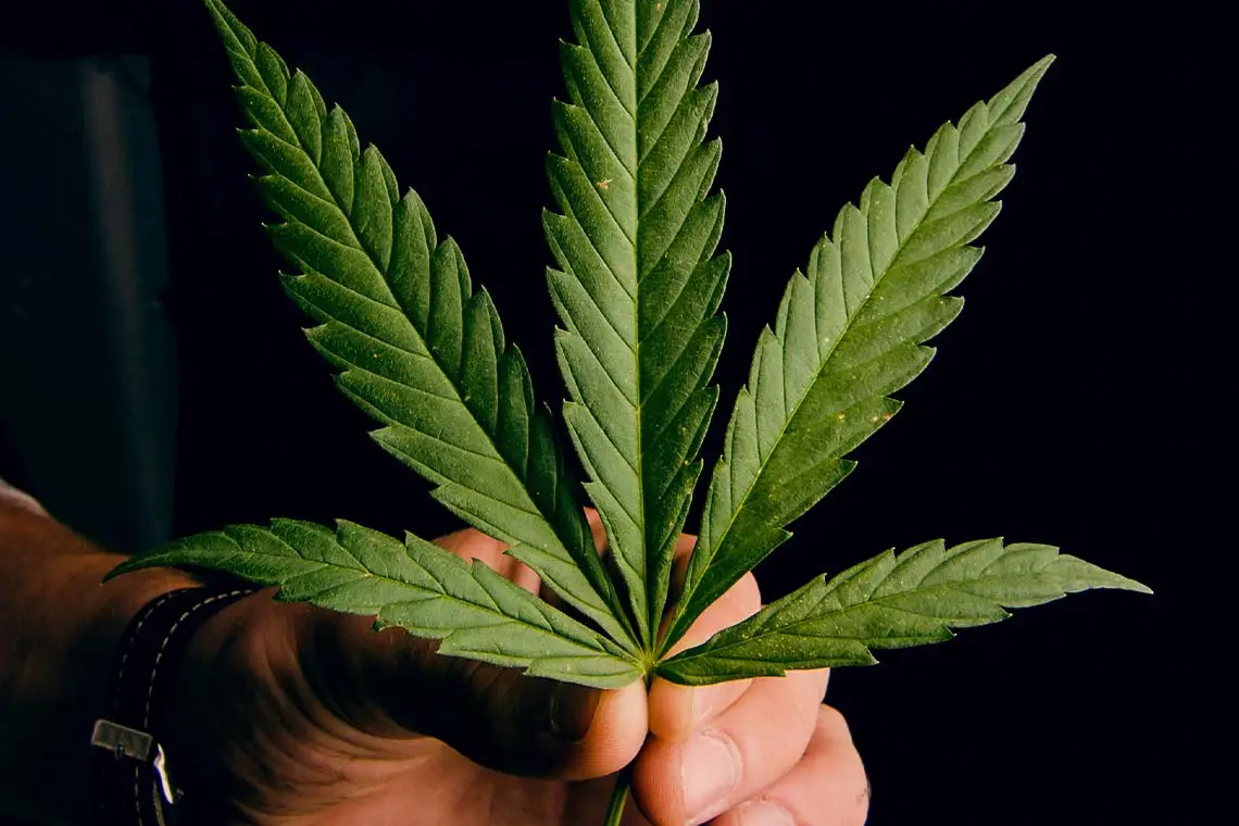 Someone holding a cannabis leaf.