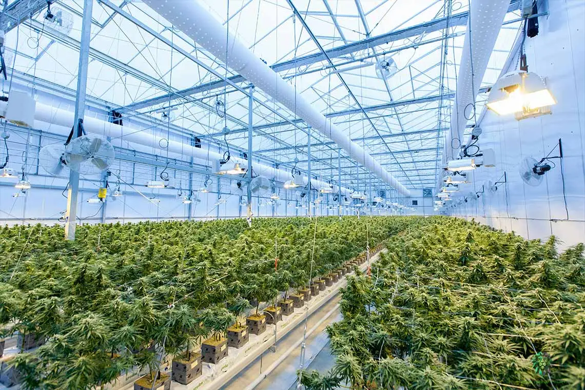 Indoor Cannabis Farm