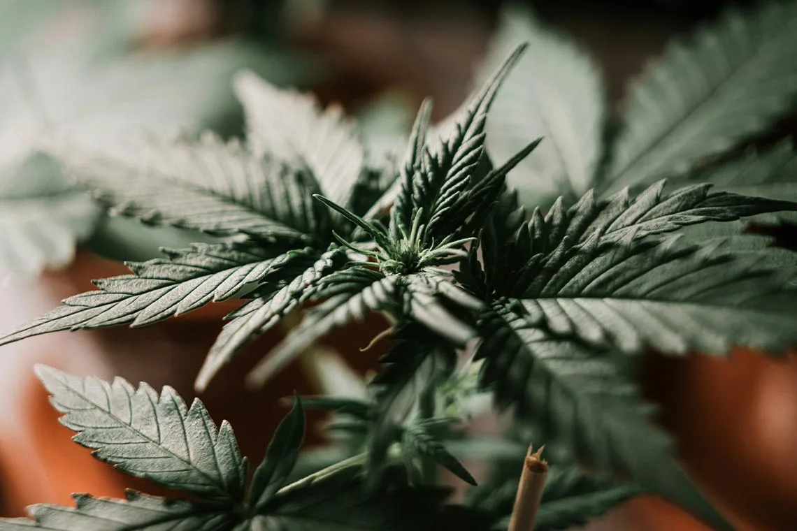 Cannabis Plant Leafs