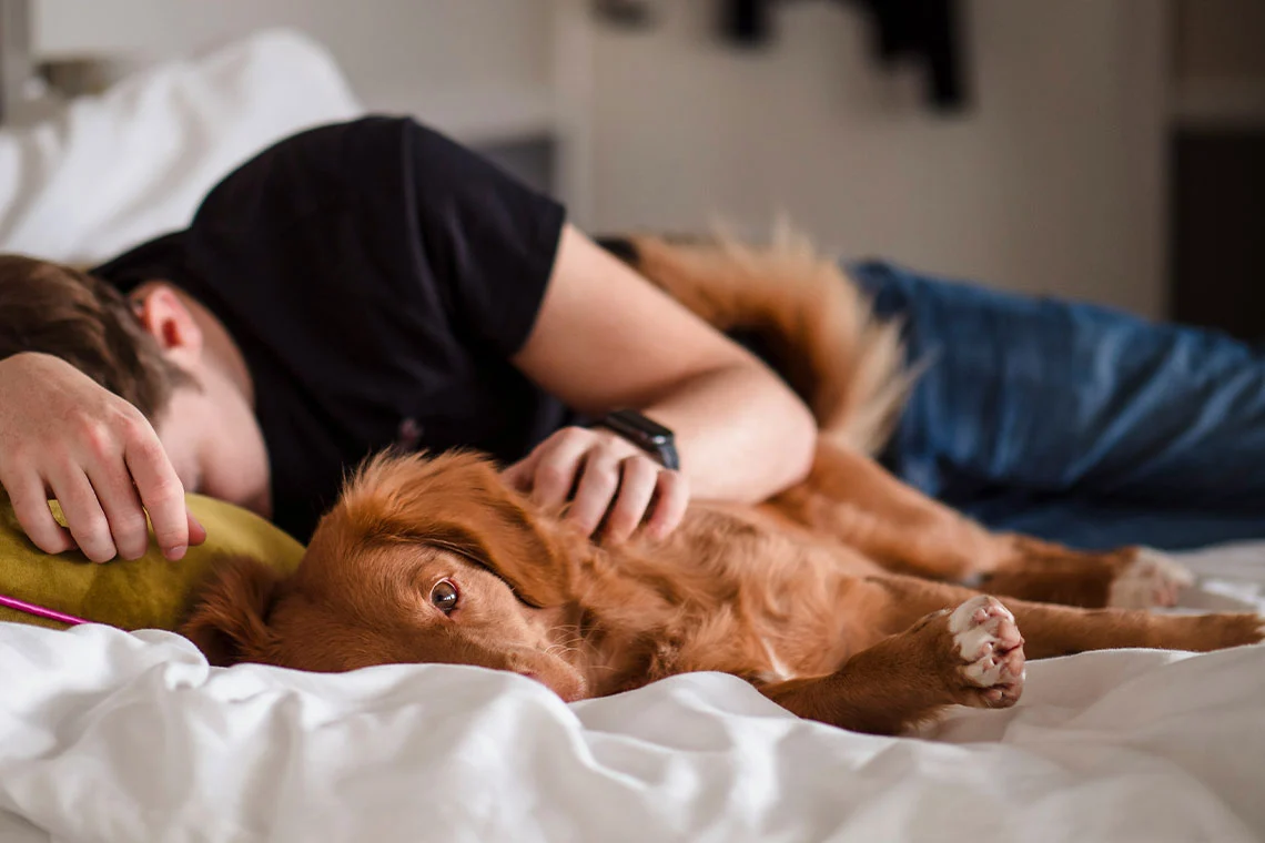 Person in Bed Sleeping with Dog