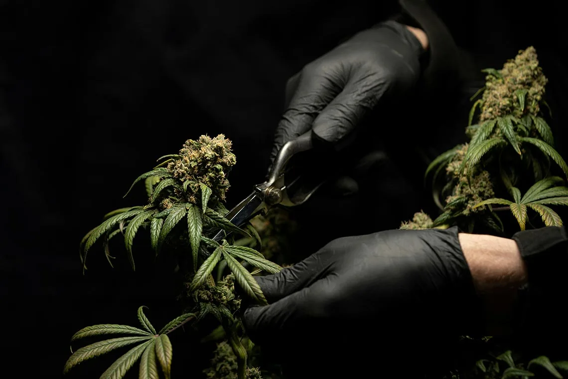 Hands with Black Gloves on Trimming Cannabis Plant