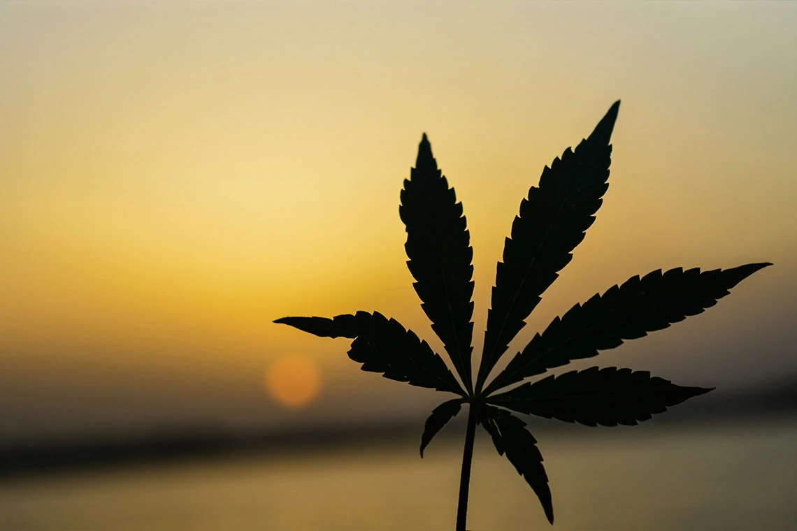 Cannabis Leaf and Sunset in the Background