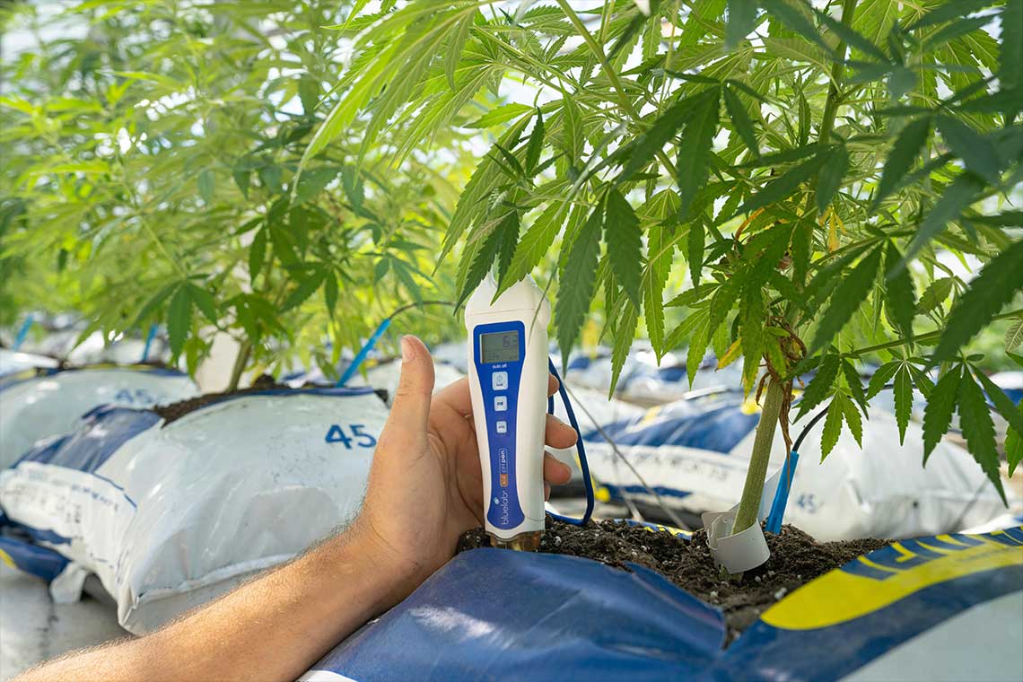 Testing Cannabis Plants with a Farming Tool