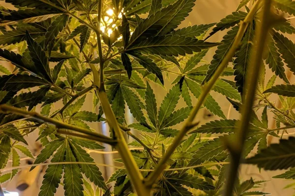 Cannabis Plants in Indoor Grow House