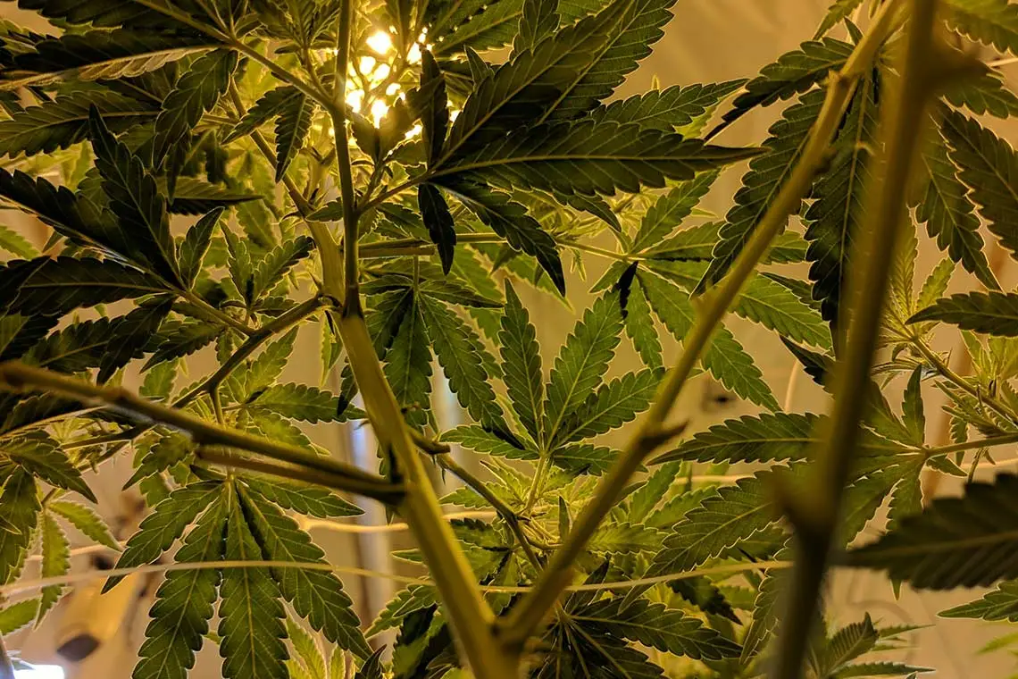 Cannabis Plants in Indoor Grow House
