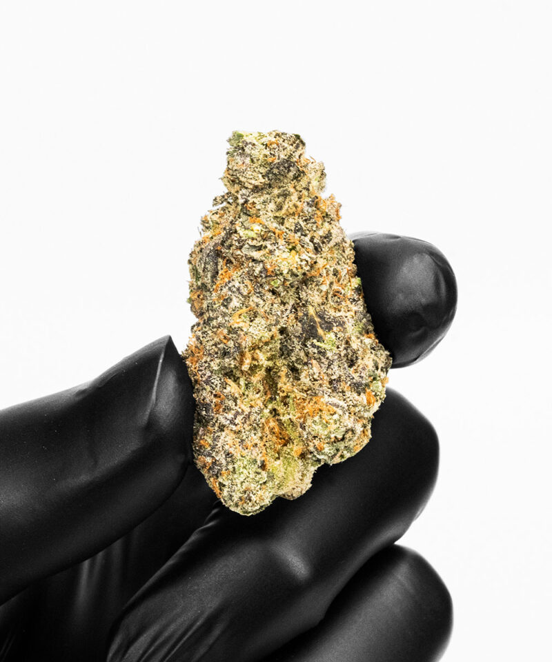 Imperial Extraction THCA Flower greasy runtz strain being held by a hand holding a black glove