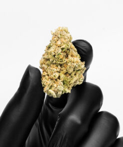 Imperial Extraction THCA Flower Lemon Cherry Gelato strain being held by a hand holding a black glove
