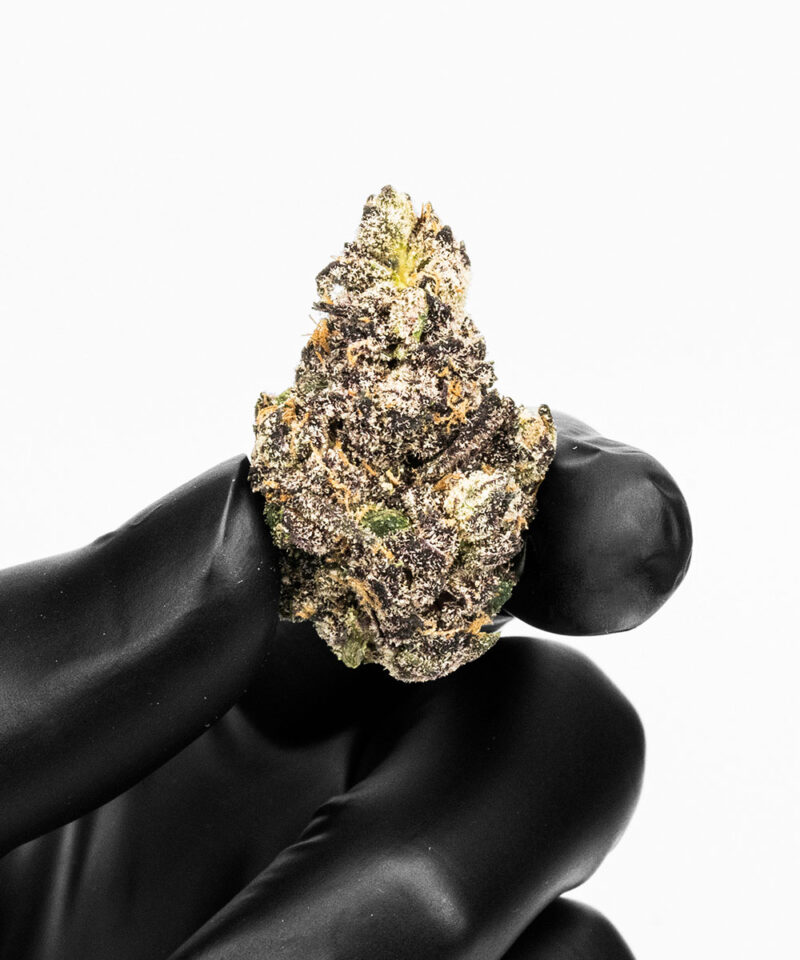 Imperial Extraction THCA Flower Pink runtz strain being held by a hand holding a black glove
