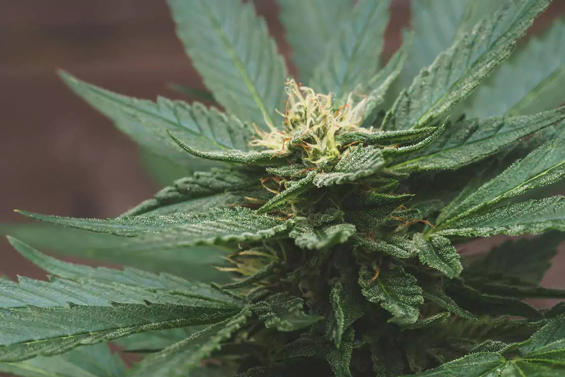Up close shot of a cannabis plant.
