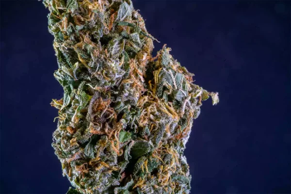 Cannabis bud against a blue background.