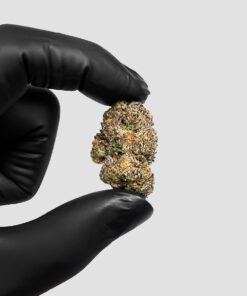 Imperial Extraction THCA Flower Icy crem cake being held in a hand with a black glove