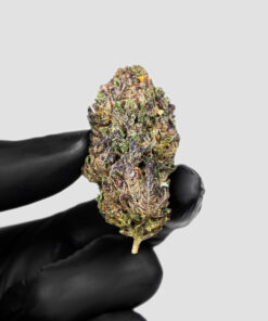 Imperial Extraction THCA Flower Icy Pop being held in a hand with a black glove