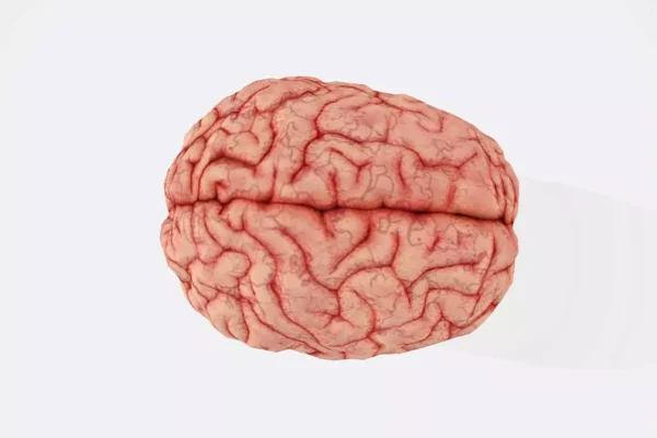 Picture of brain against white background.