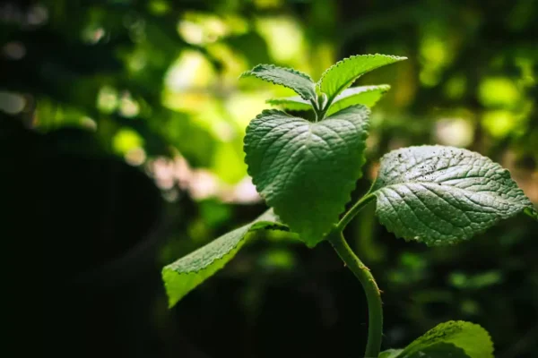 Mint plant.