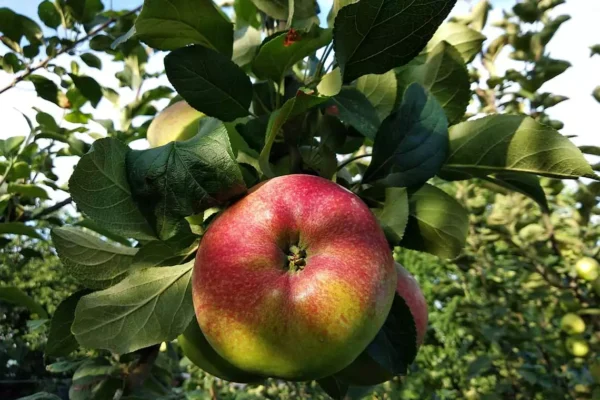 Fresh apple in a plant.