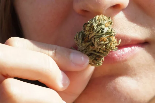 Person smelling a cannabis nug.