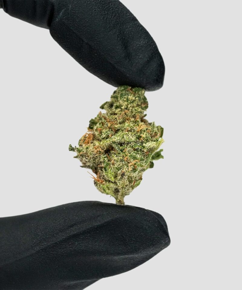 Imperial Extraction THCA flower governmint oasis nug being held by a hand wearing black gloves