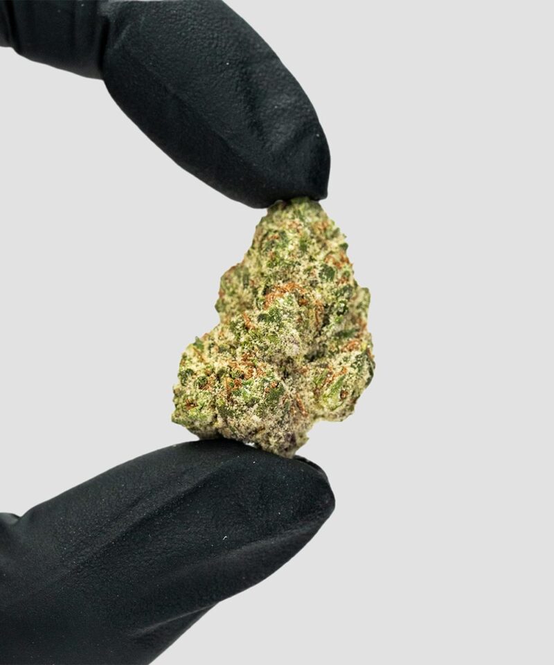 Imperial Extraction THCA flower piff mintz nug being held by a hand wearing black gloves