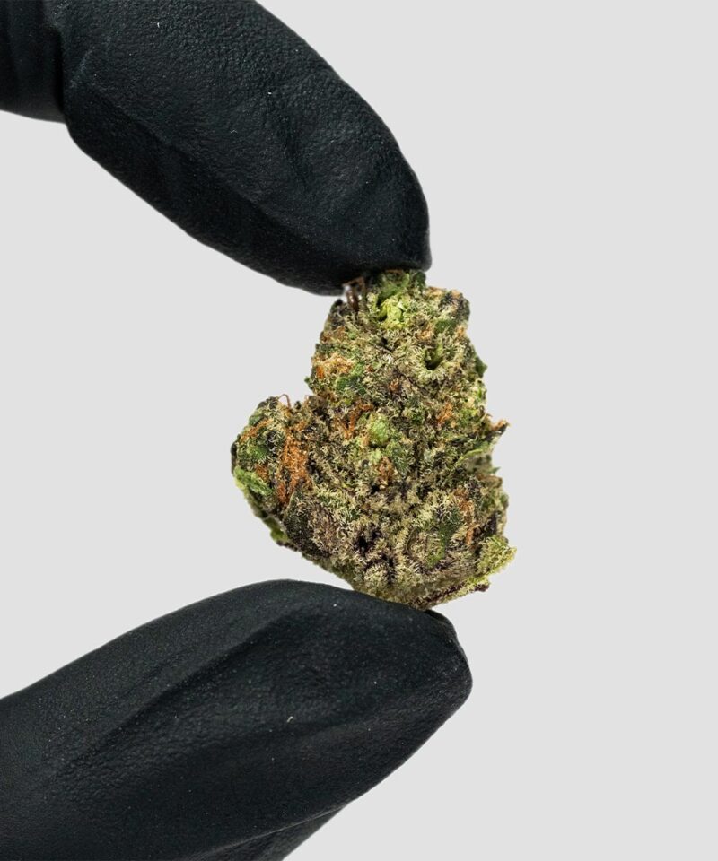 Imperial Extraction THCA flower thin mintz nug being held by a hand wearing black gloves