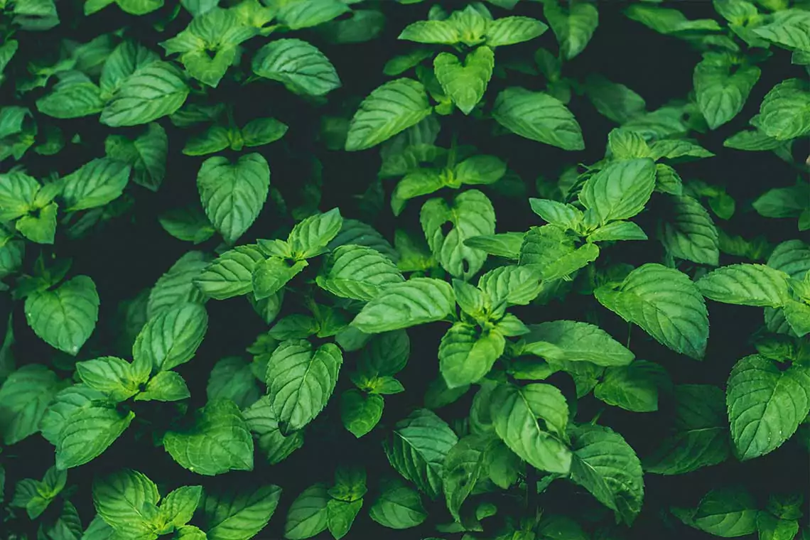 Bush of mint leaves.