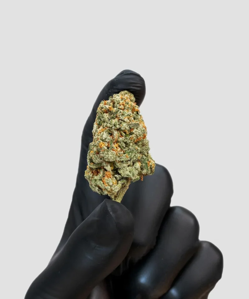 Imperial Extraction THCA flower orange creamsicle being held in hand wearing by a black glove