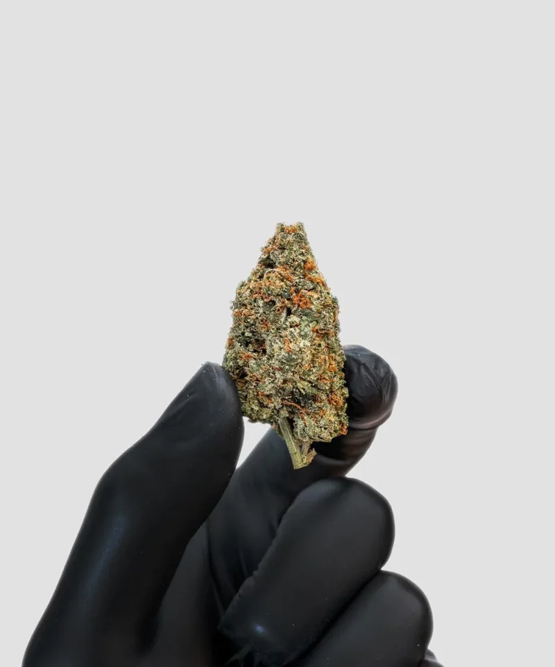 Imperial Extraction THCA flower Zoap being held in hand wearing a black glove.