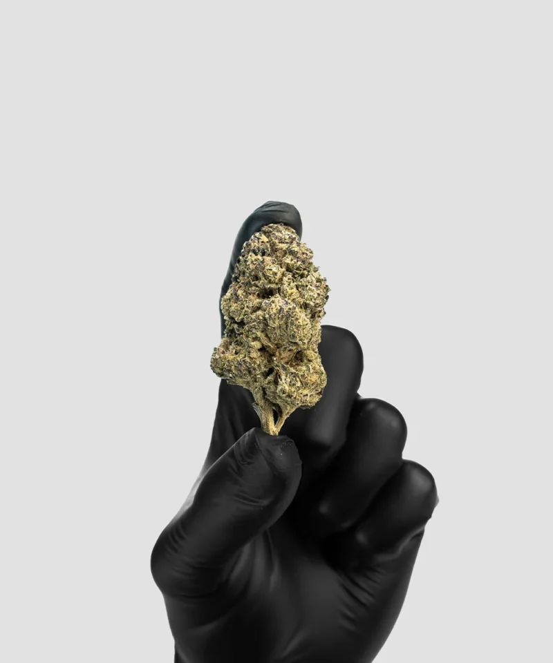 Imperial Extraction THCA flower gushres being held in hand with a black glove.