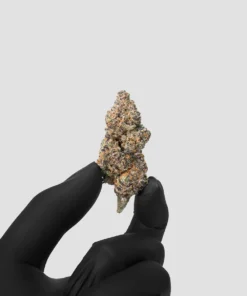 Imperial Extraction THCA flower candy yams being hold by a hand wearing black gloves.