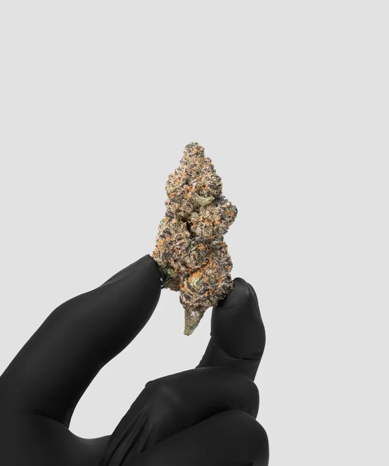 Imperial Extraction THCA flower candy yams being hold by a hand wearing black gloves.