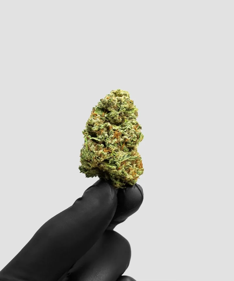 Imperial Extraction THCA flower SFV OG being held between two fingers wearing a black glove.