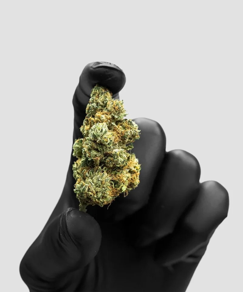 Imperial Extraction THCA flower Pineapple Express being held in hand between two fingers wearing black gloves.