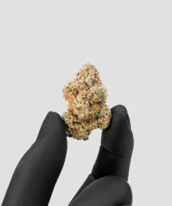 Imperial Extraction THCA flower white runtz being held between two fingers wearing a black glove.