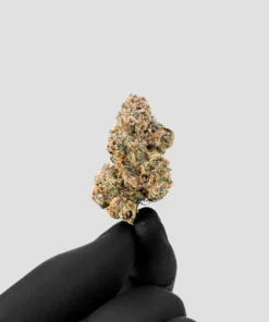 Imperial Extraction THCA flower Acai Sorbet being held between two fingers wearing a black glove.