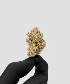 Imperial Extraction THCA flower candy crush being held between two fingers wearing a black glove.