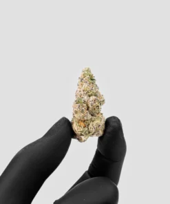 Imperial Extraction THCA flower Gelato 33 being held between two fingers wearing a black glove.